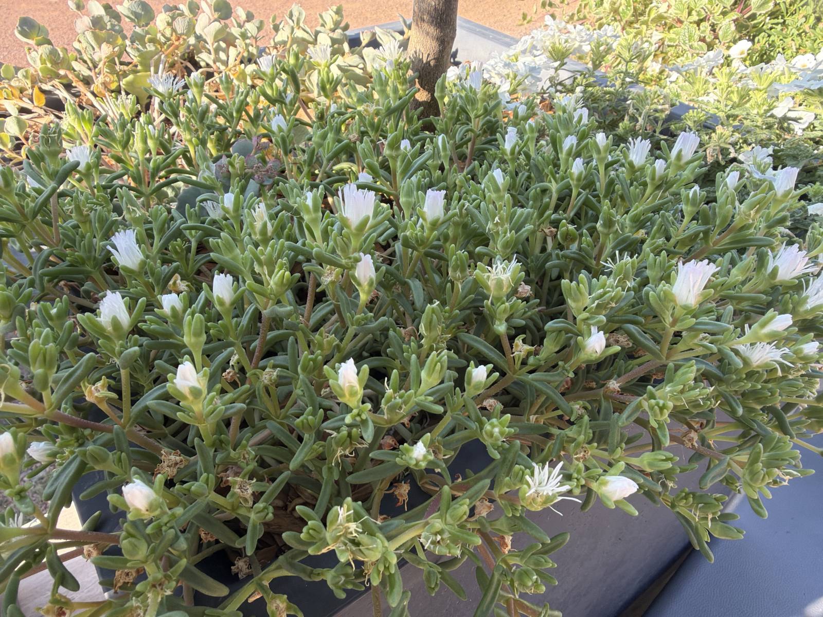 Où trouver des plantes vivaces produitent dans le Rhône à replanter dans l'ouest lyonnais