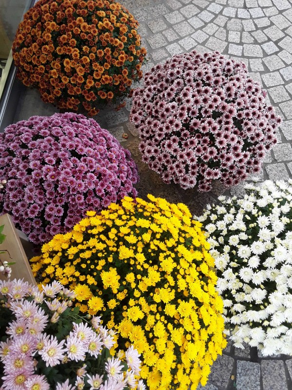 Livrer votre chrysanthème pour la Toussaint à Charbonnières-les-Bains